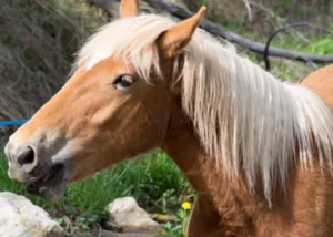 Cavall Haflinger marró clar amb crinera blanca en un entorn natural.