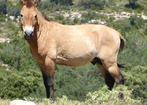 GOBI_cavalls per apadrinar_Fundació Miranda