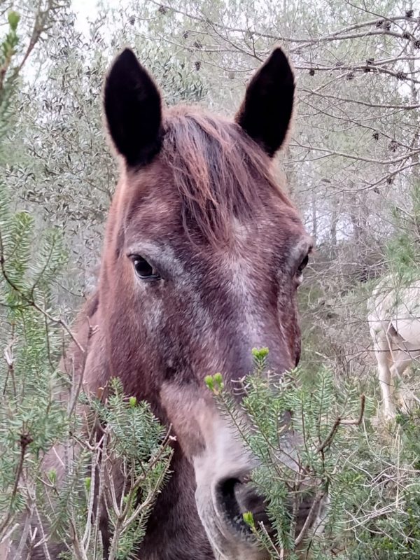Cavall de color marró amb tons grisosos, enmig d’un entorn natural ple de vegetació. L’animal està parcialment amagat darrere d’un arbust verd, amb les orelles aixecades i una mirada atenta.
