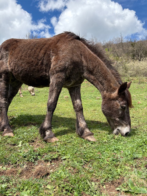 Un cavall marró pastura en un camp verd sota un cel blau amb núvols.