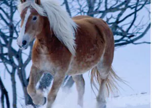 Cavall Haflinger marró clar amb crinera blanca corrent per la neu.