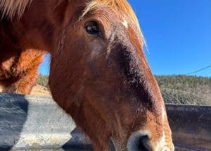 Llívia, una impressionant euga de la Fundació Miranda, pastura lliurement a la muntanya. Rescatada de l'escorxador juntament amb el seu pare, aquesta euga independent i protectora viu en harmonia amb la seva filla Pluja.
