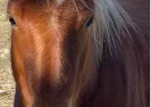 Cavall amb pelatge castany i crinera clara, amb una mirada profunda i expressiva. Molts d’aquests cavalls han estat salvats de situacions difícils i ara poden gaudir d’una vida digna i plena. El teu suport, ja sigui a través de donacions, voluntariat o apadrinament, és essencial per seguir oferint aquesta oportunitat a més cavalls.