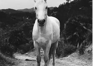 Cavall blanc en un entorn natural, caminant per un camí entre muntanyes i vegetació salvatge.