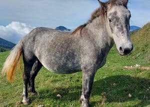 Pluja, un cavall gris de la Fundació Miranda pasturant en plena natura. Descobreix com pots apadrinar-lo i donar-li suport.