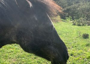 Poni negre en un prat verd, amb el sol brillant des del darrere. L'animal té una crinera una mica esvalotada pel vent i sembla estar tranquil, gaudint del seu entorn natural. Al fons, es poden veure arbres i més vegetació, indicant un ambient rural o de muntanya.