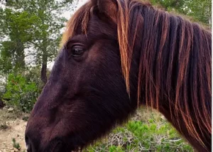 Cavall negre de perfil, amb la crinera d’un to castany. Molts cavalls com ell han estat rescatats de situacions de maltractament i explotació, i gràcies a la Fundació Miranda, poden tornar a viure en el seu hàbitat natural. Amb la teva ajuda, podem seguir salvant vides! 🐴💚