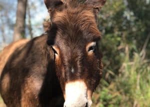 La Troya és una burra de la Fundació Miranda que gaudeix de la natura en llibertat. Amb el seu pelatge marró i la seva mirada tendre, espera ser apadrinada per ajudar a la seva protecció i benestar.
