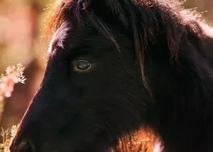 Cavall amb una mirada profunda i serena, il·luminat per la llum natural del sol.