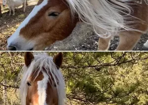Dos plans d’un mateix cavall de raça Bretó, amb una crinera llarga i espectacular que es mou amb el vent.