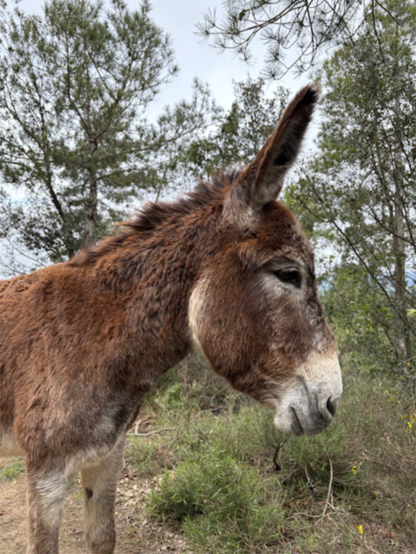 Un burro marró amb el musell clar de perfil en un entorn natural amb arbres.