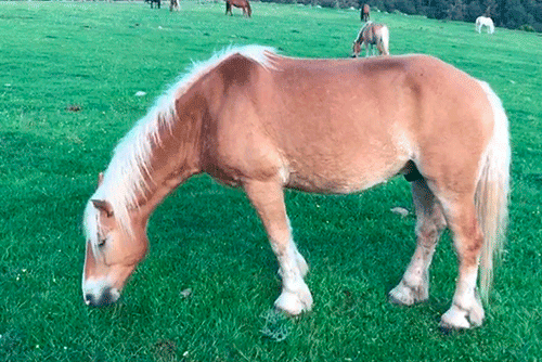 Cavall de color marró clar amb una crinera blanca pasturant en un camp verd. L'animal està en una posició relaxada, amb el cap baix mentre menja l'herba.