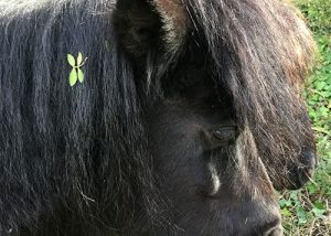 poni negre amb una llarga i espessa crinera cobrint part de la seva cara. A la seva crinera hi ha una petita fulla verda que li dona un toc natural i encantador.