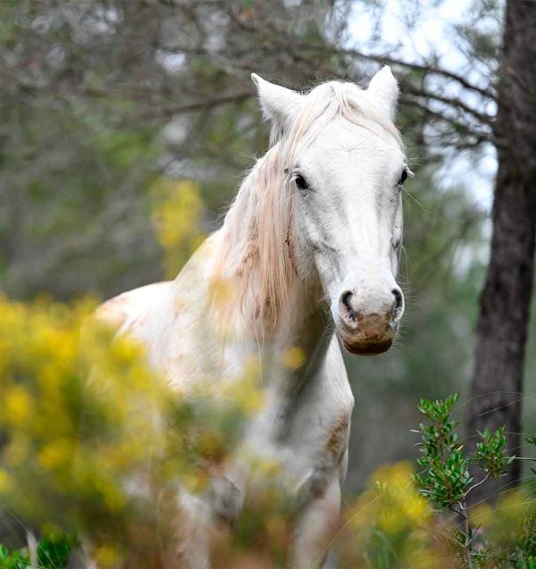 Cavall blanc en llibertat, enmig d’un entorn natural ple de vegetació i flors silvestres grogues.