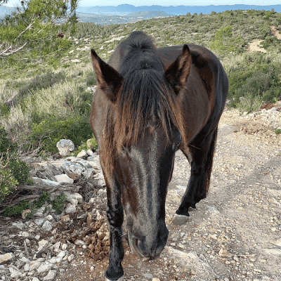 GÀRRICK, cavall de la fundació, camina llire per la muntanya