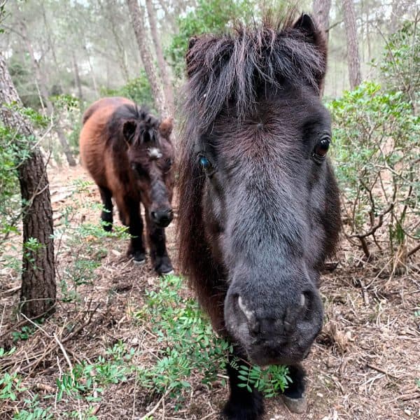 Dos ponis negres enmig d’un bosc. Un dels ponis es troba en primer pla, mirant directament a la càmera amb una expressió curiosa i amigable. El segon poni està una mica més allunyat, caminant entre els arbres.