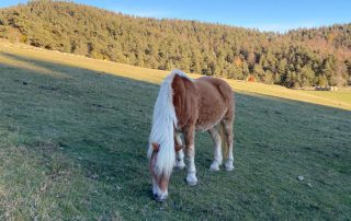 Cavall de color marró clar amb una crinera llarga i blanca, pasturant en un prat verd enmig de la natura. El paisatge de fons està format per un bosc dens de coníferes, amb un altre cavall pasturant a la llunyania.
