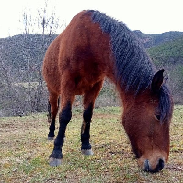 Cavall marró fosc amb una crinera negra, pasturant tranquil·lament en un prat envoltat de natura. Al fons, s’observen muntanyes i arbres nus.