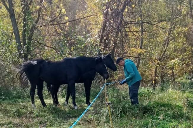 Home vestit amb una dessuadora verda i guants, manipulant una corda de seguretat en un entorn natural amb molta vegetació. Davant seu hi ha dos cavalls negres que semblen observar-lo amb curiositat o expectativa.