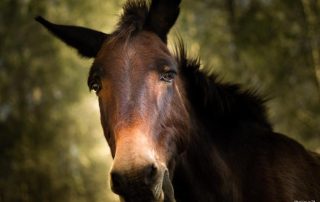 Un ase de color marró fosc amb el musell més clar, mirant directament a la càmera. La seva expressió transmet calma i curiositat. El fons és difuminat amb tonalitats verdes i daurades, suggerint un entorn natural amb arbres i vegetació.