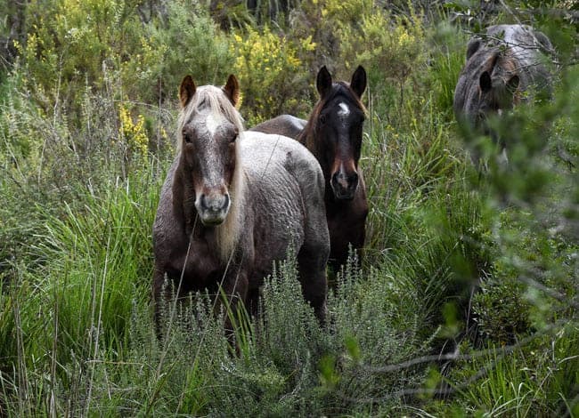Tres cavalls de la fundació enmig d'un entorn natural dens i verd. Al primer pla, un cavall de color clar amb la crinera llarga mira directament a la càmera, mentre que un altre cavall fosc es troba just darrere seu, observant amb atenció.
