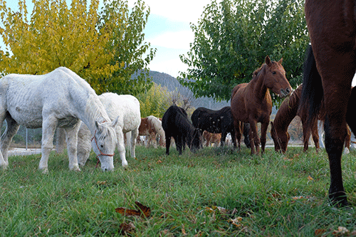 Diversos cavalls de diferents colors, inclosos blancs, marrons i negres, pasturant en un prat verd. Al fons hi ha arbres amb fulles de tardor i muntanyes.