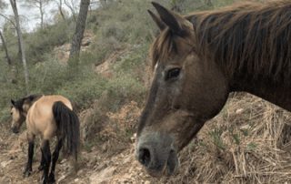 Ajuts a la gestió forestal sostenible 2022