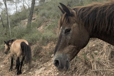 Ajuts a la gestió forestal sostenible 2022
