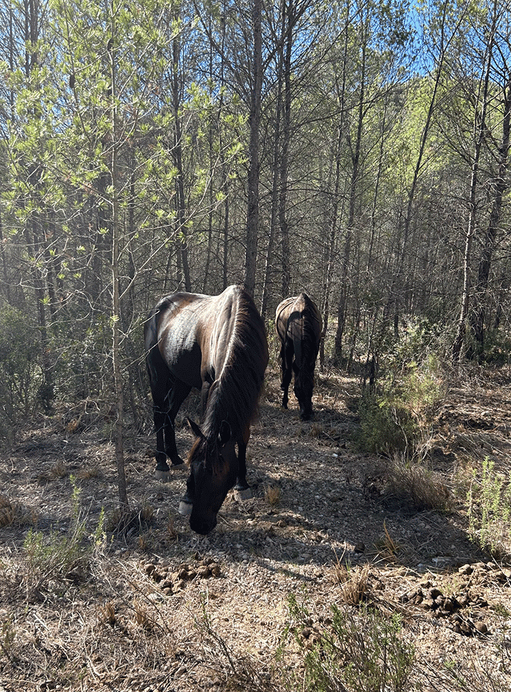 Dos cavalls negres de la Fundació Miranda pasturant lliurement en un bosc mediterrani, un espai de recuperació i benestar per a cavalls rescatats.
