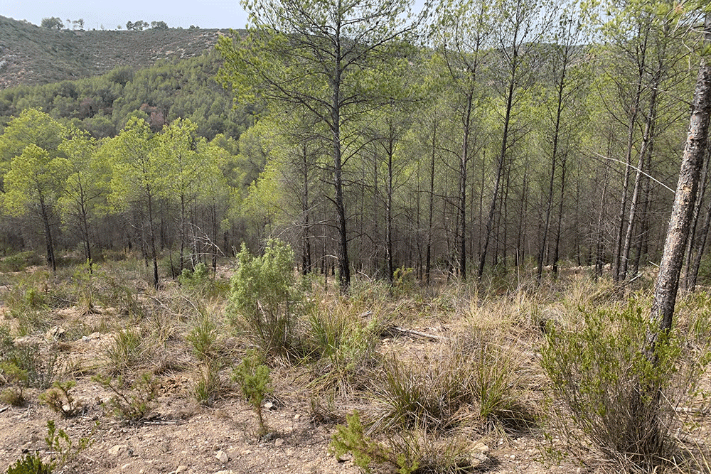 Vista d’un bosc mediterrani amb pins i matolls, part de l’hàbitat on la Fundació Miranda allibera cavalls per a la seva recuperació i benestar en un entorn natural.