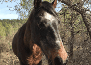 Malawi és un cavall rescatat per la Fundació Miranda que viu lliure en un ecosistema regenerat. Ajuda’ns a garantir el seu benestar apadrinant-lo avui!