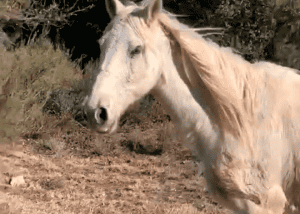 Cavall blanc en llibertat, amb una crinera llarga i lleugerament despentinada pel vent. Està en un entorn natural amb terra seca i arbustos verds al fons, sota una llum suau que ressalta el seu pelatge clar.
