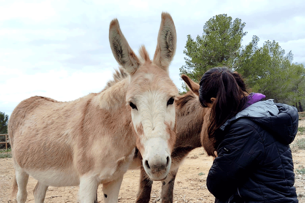 Els cavalls i rucs de la Fundació Miranda viuen en llibertat i creen vincles profunds amb les persones. Ajuda’ns a seguir salvant cavalls i oferint-los una nova vida. Apadrina’n un avui!