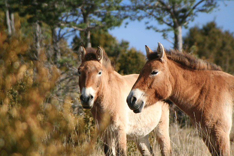 Ajuda a canviar una vida! Apadrina un cavall de la Fundació Miranda i forma part del seu camí cap a la llibertat. 🐴💚