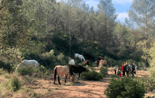 Un grup de visitants comparteix espai amb cavalls en llibertat de la Fundació Miranda en un paisatge natural.
