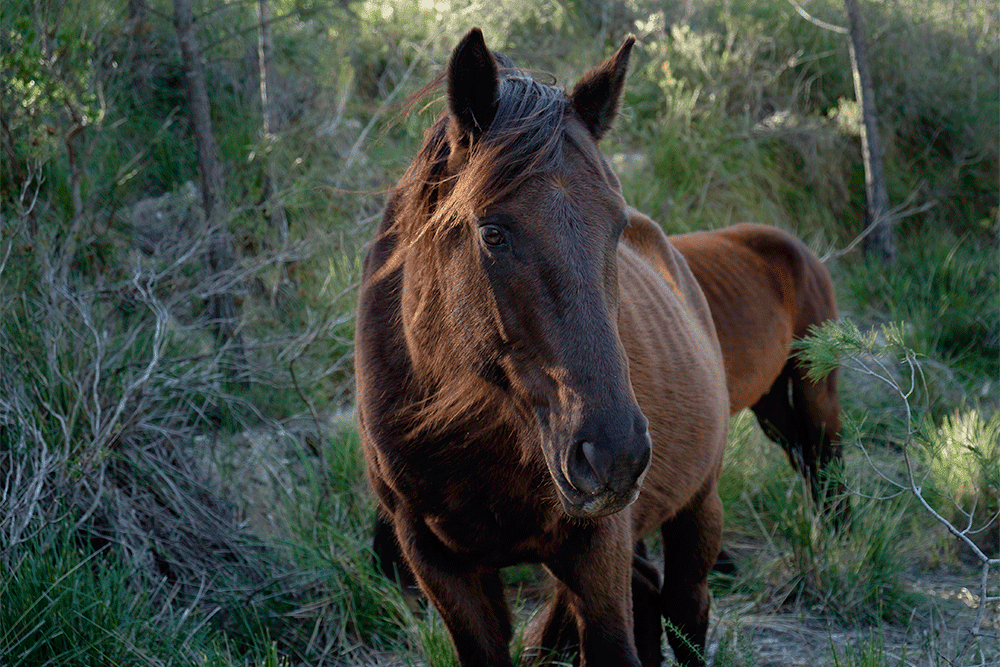 Primer pla d’un cavall marró fosc amb crinera despentinada, dempeus enmig d’un bosc verd, amb un altre cavall parcialment visible al fons.