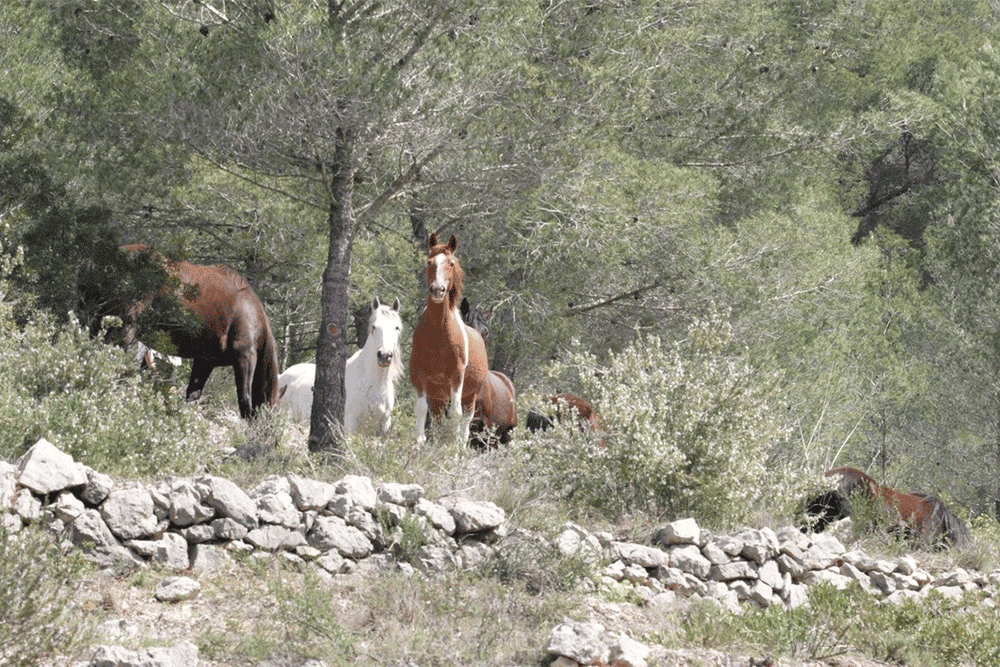 Cavalls alliberats per la Fundació Miranda pasturant en harmonia al bosc, ajudant a mantenir l’equilibri ecològic i promovent el benestar animal.