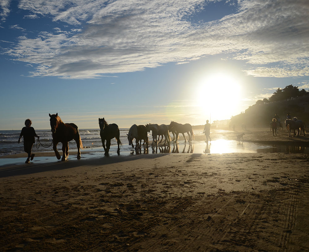 Cavalls caminant per la platja al capvespre, acompanyats de persones i amb el sol ponent-se al fons