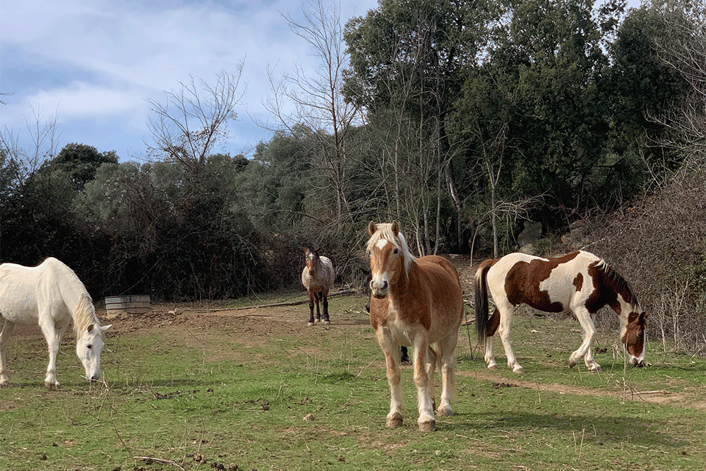 Cavalls en llibertat a la Fundació Miranda, un santuari on els animals rescatats troben benestar i una nova vida a la natura.