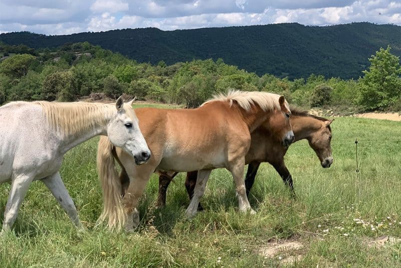 Tres cavalls caminen lliures per el Parc Natural del Cadí Moixeró