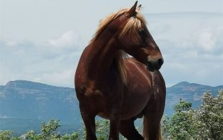 Cavall de raça amb pelatge marró i crinera daurada dret sobre un turó, amb muntanyes i cel ennuvolat al fons.
