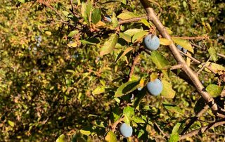 Primer pla d'una branca d'arç negre (Prunus spinosa) amb diversos aranyons de color blau fosc i fulles verdoses amb algunes taques. La llum del sol il·lumina la planta, destacant el contrast entre els fruits i el fons de fullatge verd.