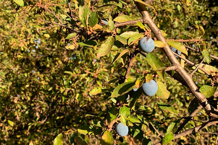Primer pla d'una branca d'arç negre (Prunus spinosa) amb diversos aranyons de color blau fosc i fulles verdoses amb algunes taques. La llum del sol il·lumina la planta, destacant el contrast entre els fruits i el fons de fullatge verd.