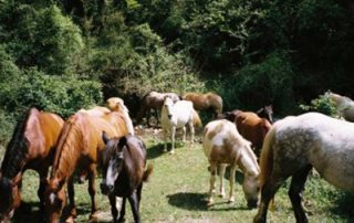 Un grup de cavalls de diferents colors pasturen en un prat verd envoltat d'arbres.