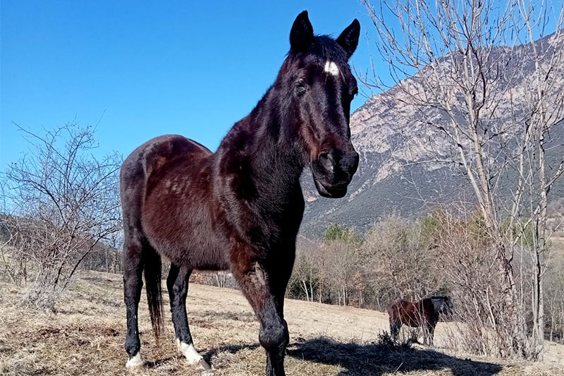 Tro, cavall de la fundació passeja en llibertat pel parc del Garraf