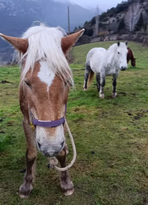 Cavall de color marró clar amb una crinera llarga i blanca, pasturant en un prat verd enmig de la natura. El paisatge de fons està format per un bosc dens de coníferes, amb un altre cavall pasturant a la llunyania.