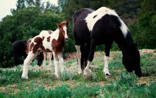 Una euga negra i blanca pastura en un camp verd amb un poltre marró i blanc al costat.