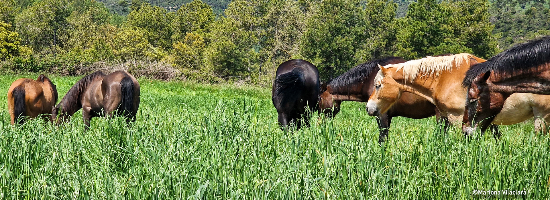 Cinc cavalls pasturant en un camp d'herba alta amb arbres al fons.