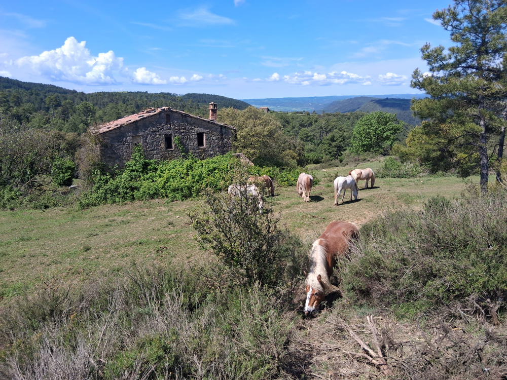 Una masia de pedra amb el teulat parcialment derruït al centre esquerra de la imatge, envoltada d'arbres i vegetació. Diversos cavalls de diferents colors (alguns clars, un de fosc) pasturen en un camp d'herba amb arbustos. Al fons, es veu un paisatge muntanyós sota un cel blau amb núvols.