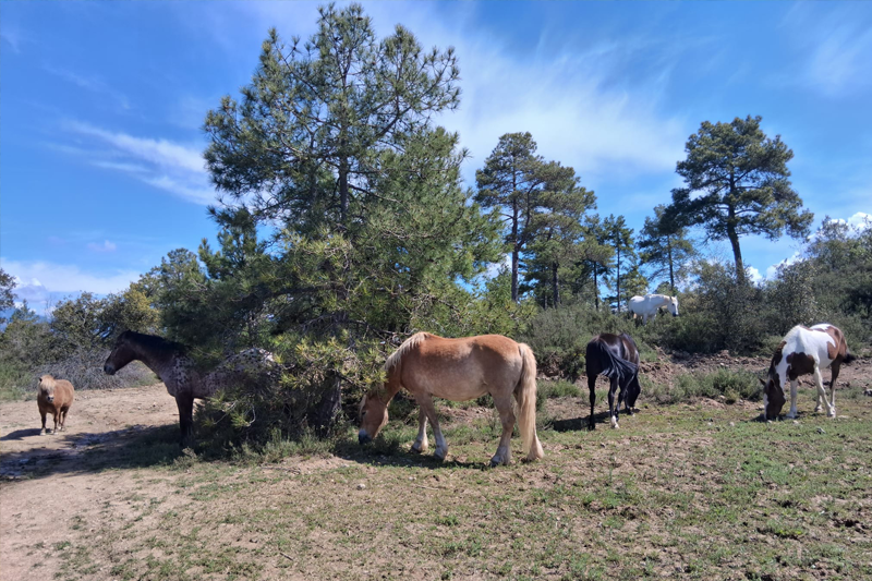 Diversos cavalls de diferents colors (marró, beix, negre, blanc i marró amb taques blanques) pasturen en un camp obert amb herba i arbres. El cel és blau amb alguns núvols blancs.